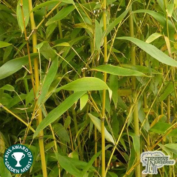 Buy Phyllostachys aurea online from Jacksons Nurseries
